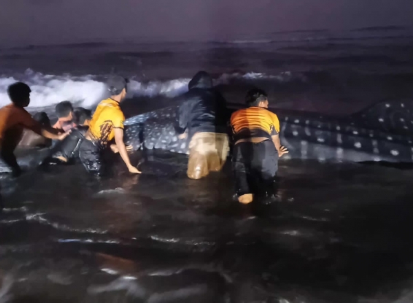 Heboh Hiu Tutul Sepanjang 6 Meter Terdampar di Pantai Parangkusumo, Petugas Lakukan Penanganan