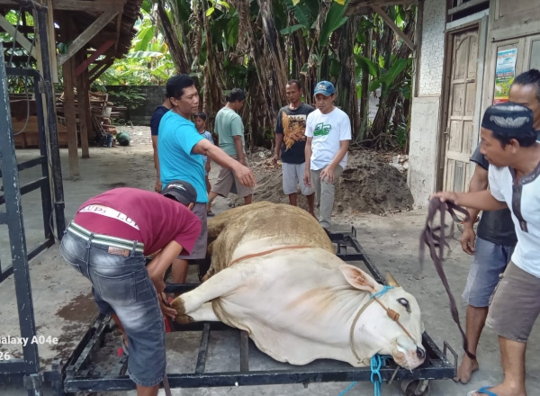 menyembelihhewan qurban  menggunakan 