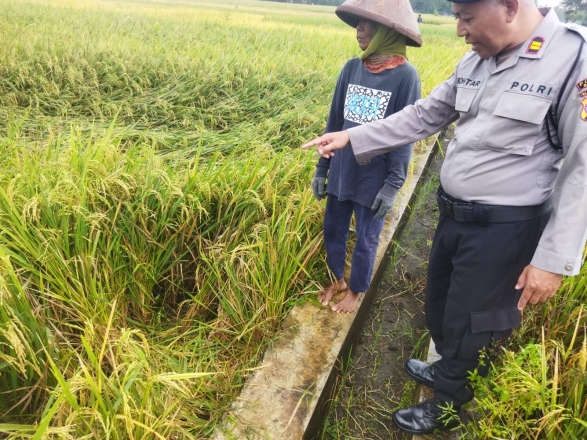 ngarit di sawah seorang kakek di sambar bledek hingga celananya terbakar